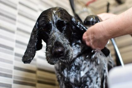 Doggies Self Dog wash - grote bak